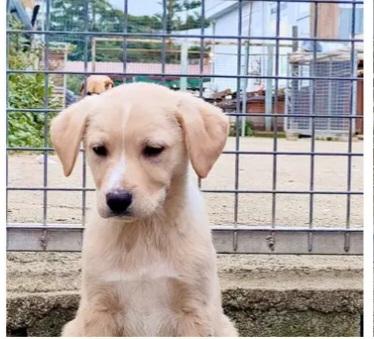 4cuccioli salvati dall esondazione.SOS CALABRIA Foto 2